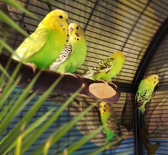 Unter den zwölf ausgesetzten Vögeln befanden sich auch fünf Wellensittiche (Foto: Lob)