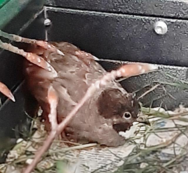 Diese Wachtel ist mittlerweile in Sicherheit. Dennoch duckt sich nach dem Auffinden weg vor neugierigen Blicken. Wachteln schätzen es gar nicht, alleine gehalten zu werden. Sie hat mittlerweile eine neue Heimat mit vielen Artgenossen gefunden. (Foto: Lob)