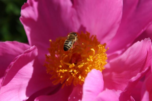 Insektenfreundliche Gartenbepflanzung