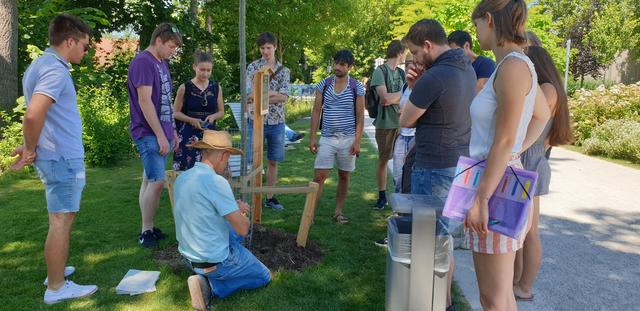 Seit 2018 werden neugepflanzte Bäume niedriger angebunden, da sie dadurch besser anwachsen.