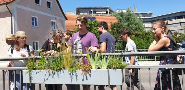 Die neue bienenfreundliche Brückenbepflanzung in der Münchener Straße braucht nur noch alle 14 Tage statt zuvor alle 2 Tage gegossen zu werden. Die Gärtner können sich beim Gießen nun mehr auf die frisch gepflanzten Jungbäume konzentrieren.
