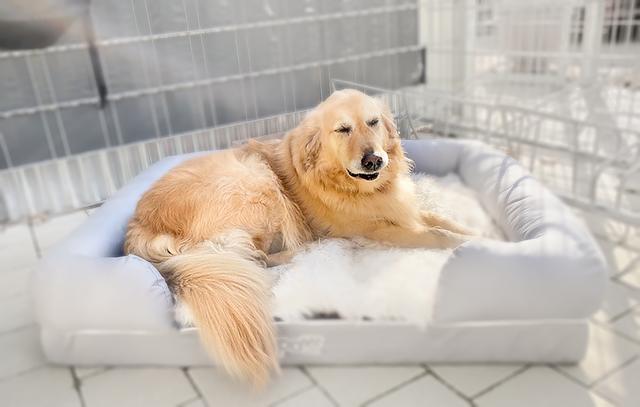 Ruby ist ein, nun ja: etwas anderes "Versuchstier": Sie muss probeliegen auf einem orthopädischen Hunde-Bett, das man kaufen konnte - oder gewinnen. Eine Aufgabe, genau nach Rubys Geschmack. Es gibt böse Menschen, die behaupten, sie habe ihren Job so ernst genommen, dass sie zwischenzeitlich sogar eingenickt sein soll.