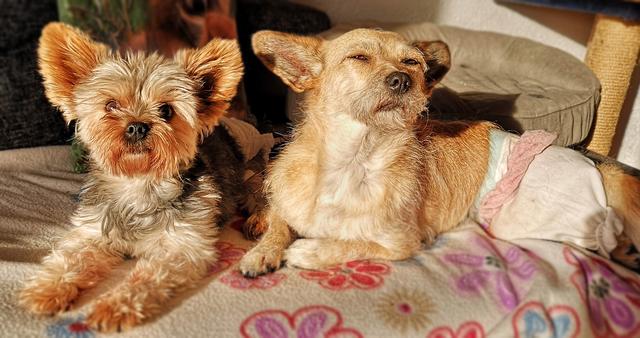 Ruhephase. Molly (links) mit ihrer Best-Buddy-Freundin Daisy. Daisy ist querschnittgelähmt - und ein Seelchen von einem Hund