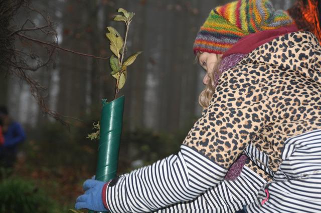 Die jungen Setzlinge bekommen einen Schutz vor Wildverbiss