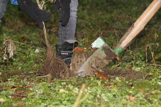 Fachmännisch kommen die Wurzeln in den Waldboden