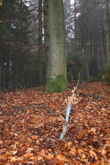 Ein kleiner Buchentsetzling vor einer mächtigen, alten Buche