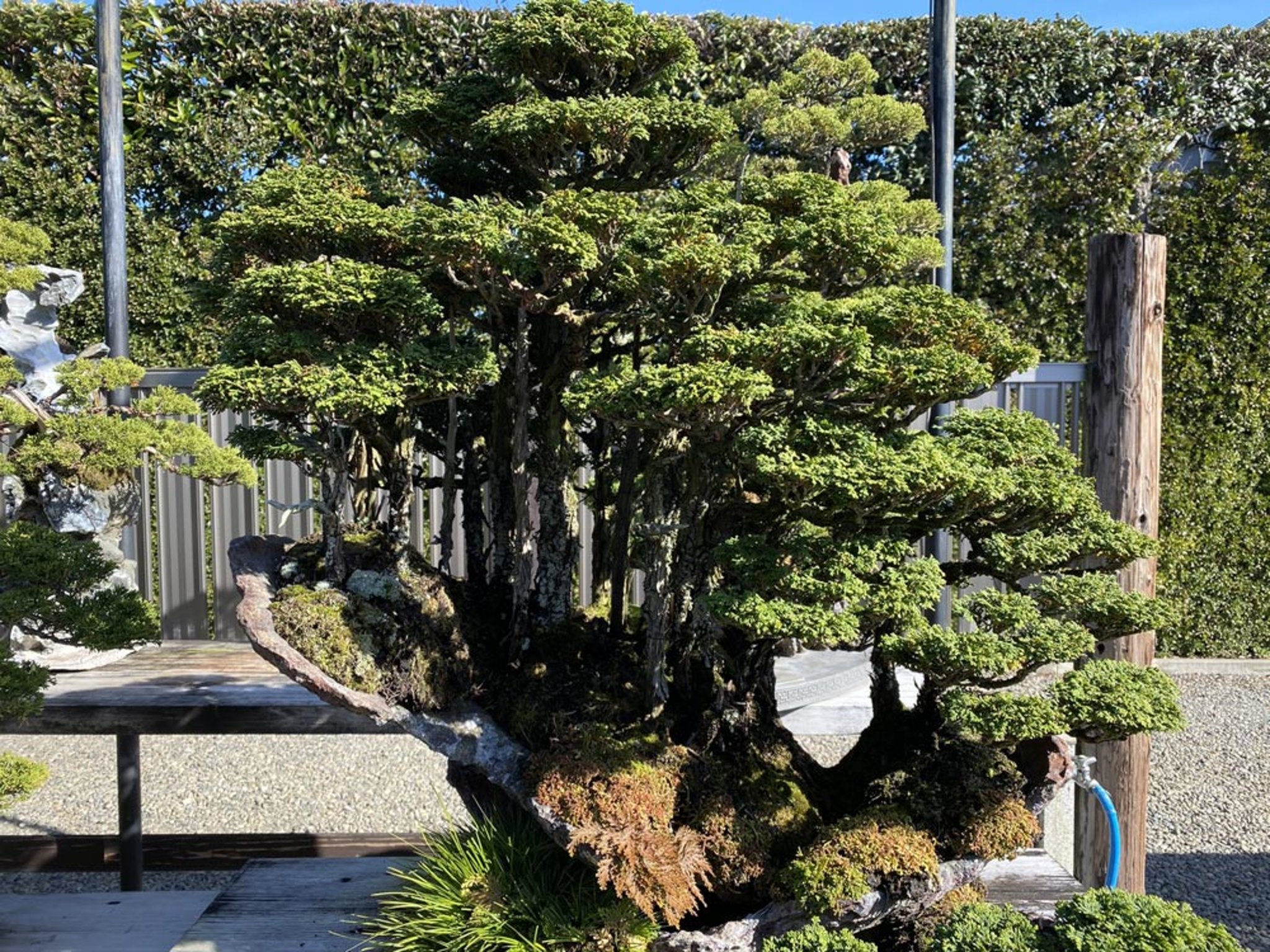 Bonsai #Garten #Bume: Bonsaifreunde Holledau in Japan - Pfaffenhofen