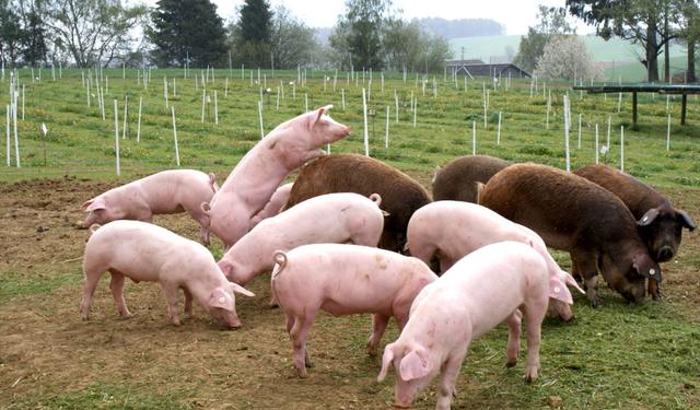 Waldingers Rapsschweine