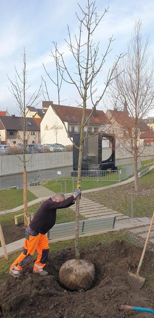 Bäume fürs Klima: Im Rahmen des Programms „Bäume in die Stadt“ werden langfristig 500 neue Bäume im Stadtgebiet gepflanzt.