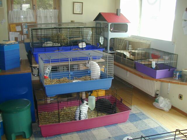 Winzige Käfige, winzige Zimmerchen: Im ersten (Da-)Heim des Tierschutzvereins drängelte sich alles auf kleinstem Raum. | Foto: Pfaffenhofener Kurier