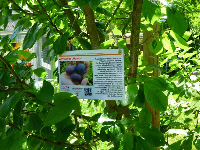 InterKulturGarten PAF - LebensRaumErlebnisPfad:
Obstsortenbestimmungstafeln A6:
Inbetriebnahme 02.06.2021