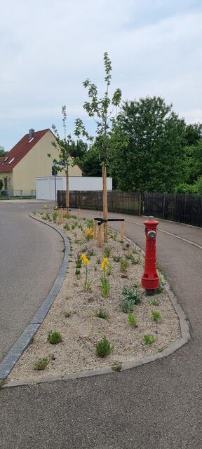Klimatolerante, bienenfreundliche und pflegeleichte Staudenpflanzungen am Schleiferberg und in der Dr.-Bergmeister-Straße.
