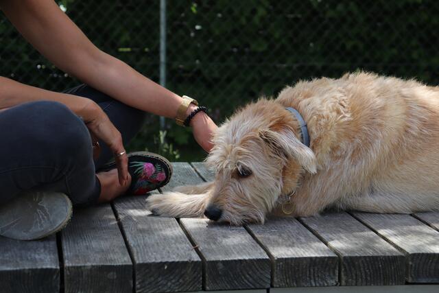 Hitzewellen machen auch den Pfaffenhofener Vierbeinern zu schaffen. Da bietet sich mittags eine ausgiebige Siesta im Schatten an, wie hier im Bürgerpark.