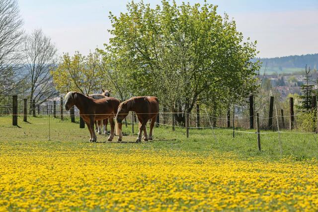Panoramaweg  | Foto: Florian Schaipp