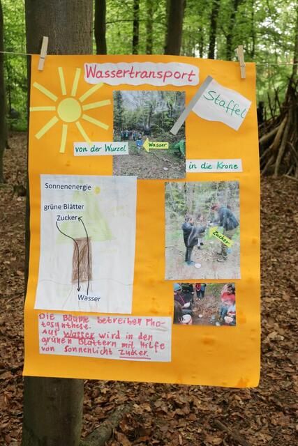 Ein Ergebnisplakat der Waldwoche.