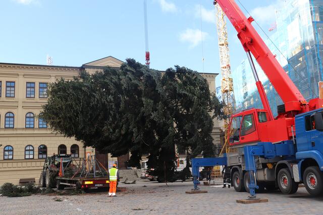 Fünf Tonnen hängen am Haken. Der Pfaffenhofener Christbaum auf dem Weg zu seinem angestammten Platz