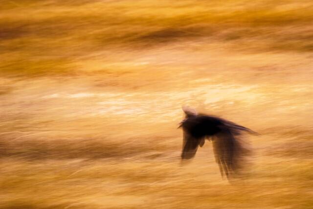 Im Flug | Foto: Arvid Rosinski