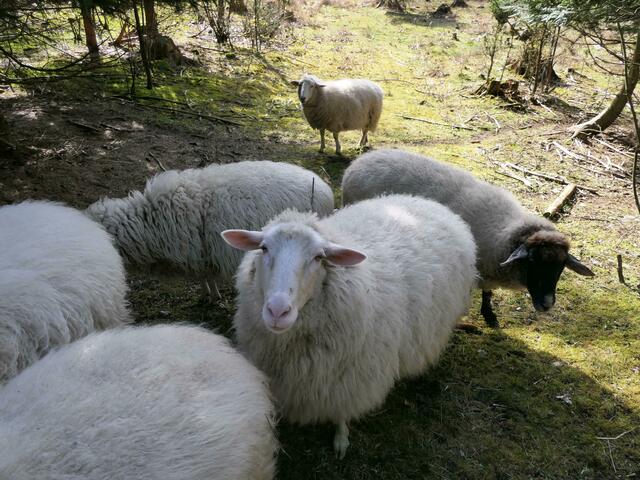 Bayrisches Waldschaf im Flurgebiet Vogelsang. | Foto: © Max Heckmeier