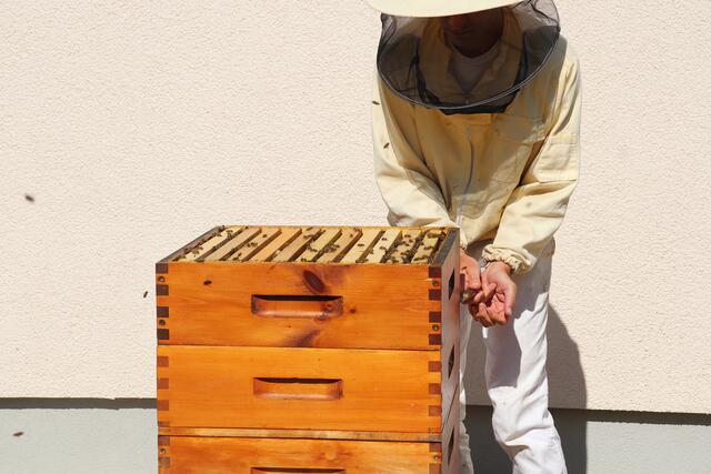 Die Bienenstöcke an der Joseph-Maria-Lutz-Schule.