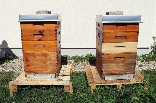 Die Bienenstöcke an der Joseph-Maria-Lutz-Schule.