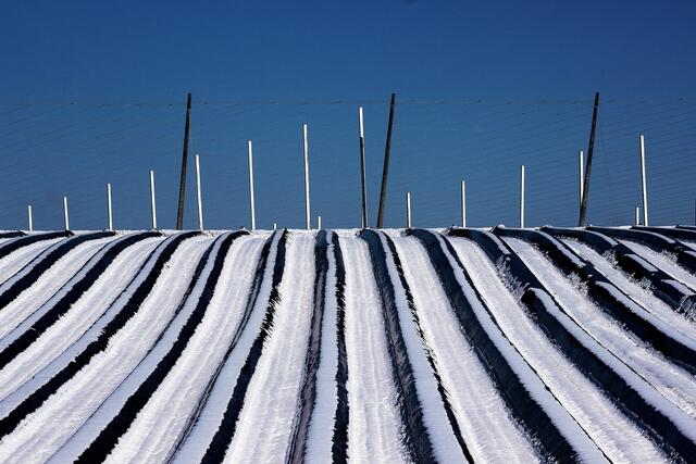 Anton Ritzer - Hopfengarten Eulenried  | Foto: Anton Ritzer