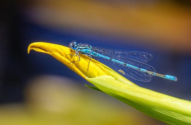 Ernst Hillisch - Ritt auf der Blüte | Foto: Ernst Hillisch