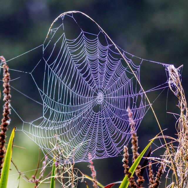 Ernst Hillisch I Netz | Foto: Ernst Hillisch
