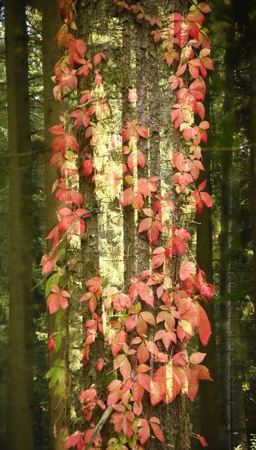 Clemens Fehringer I Am Schönthaler-Berg   | Foto: Clemens Fehringer