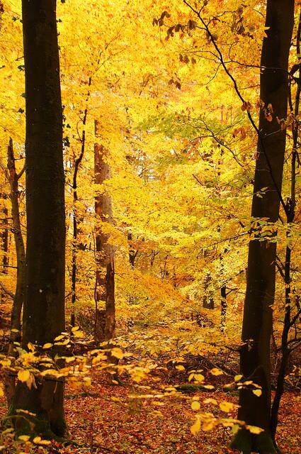 Conny Pappert I Golden | Foto: Conny Pappert 