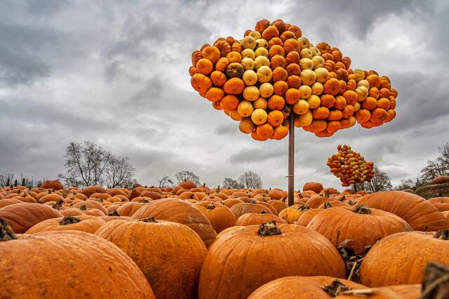 Arvid Rosinski I Kürbisfeld | Foto: Arvid Rosinski