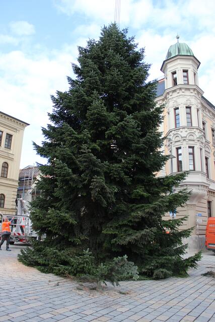 Die prächtige Tanne hat ihr Ziel erreicht.