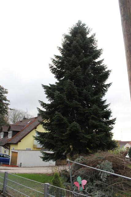 25 Jahre stand die Tanne im Garten von Familie
Schneider in Paunzhausen.