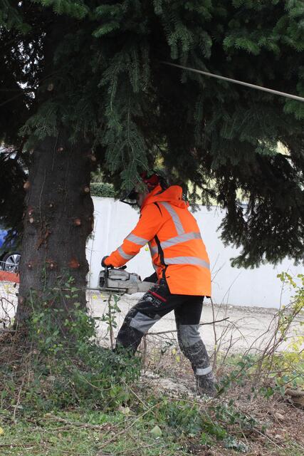 Innerhalb kürzester Zeit war die Tanne gefällt.