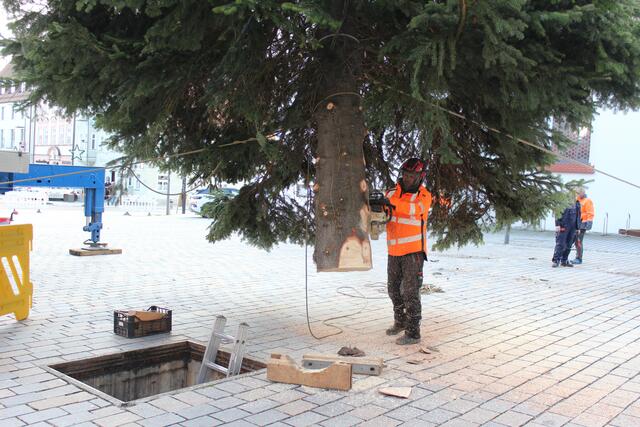 Die Tanne wird aufgestellt.