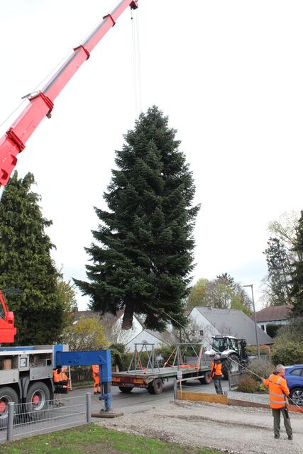 Per Autokran wurde der etwa fünf Tonnen schwere Baum verladen.