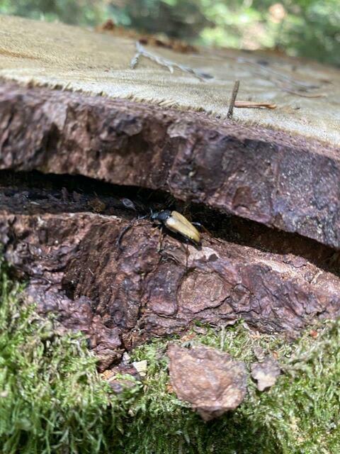 Foto: Nicola Schroers WBV Pfaffenhofen