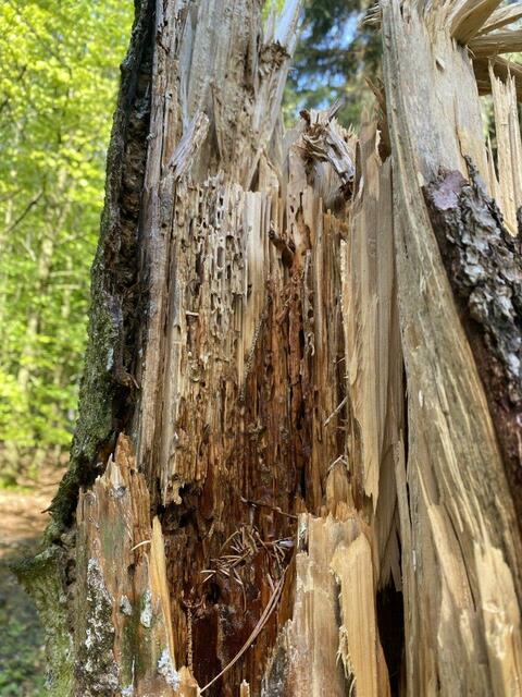 Foto: Nicola Schroers WBV Pfaffenhofen