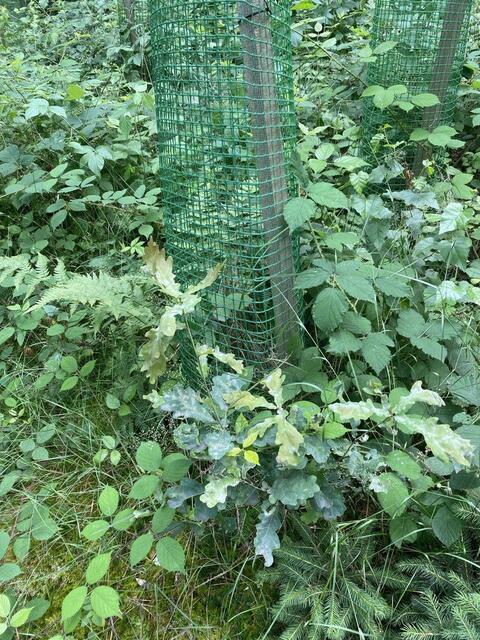 Foto: Nicola Schroers WBV Pfaffenhofen