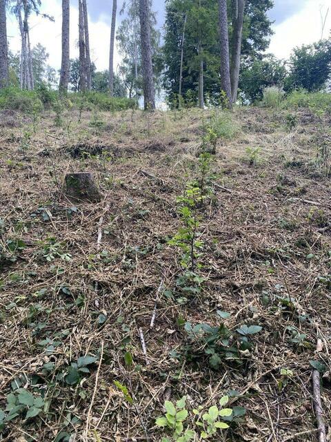 Foto: Nicola Schroers WBV Pfaffenhofen