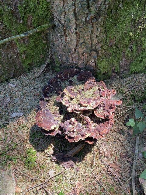 Foto: Nicola Schroers WBV Pfaffenhofen