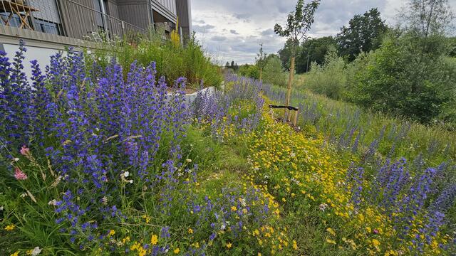 Blumenwiese rund um wogeno #2 in Pfaffenhofen-Heißmanning | Foto: WoGeno