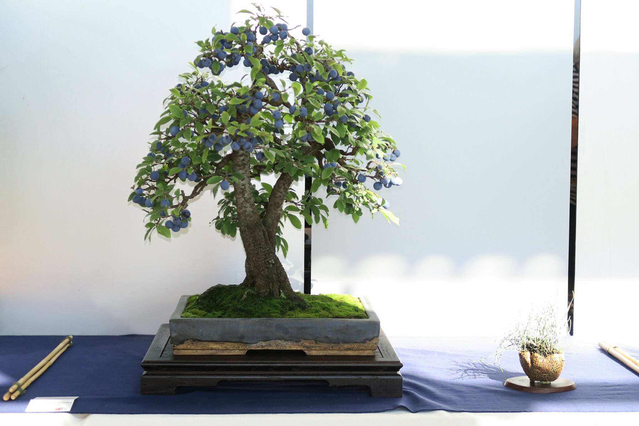 Bonsaifreunde Holledau stellen in Burghausen aus: 8. Sdostbayerische Bonsai  Ausstellung - Pfaffenhofen