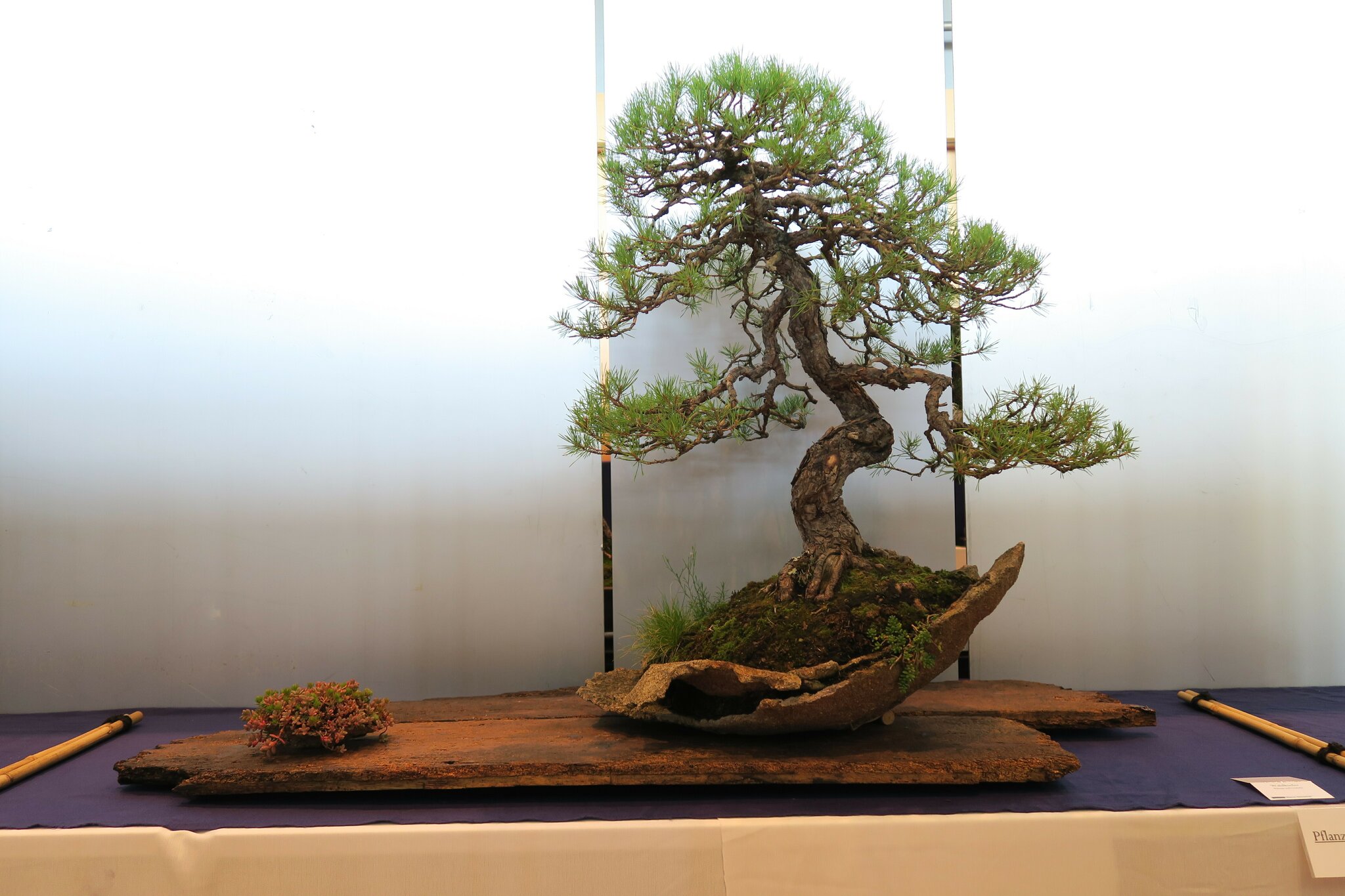 dragon tree bonsai 51 Year Old Green Dragon Japanese Maple Specimen Bonsai Tree