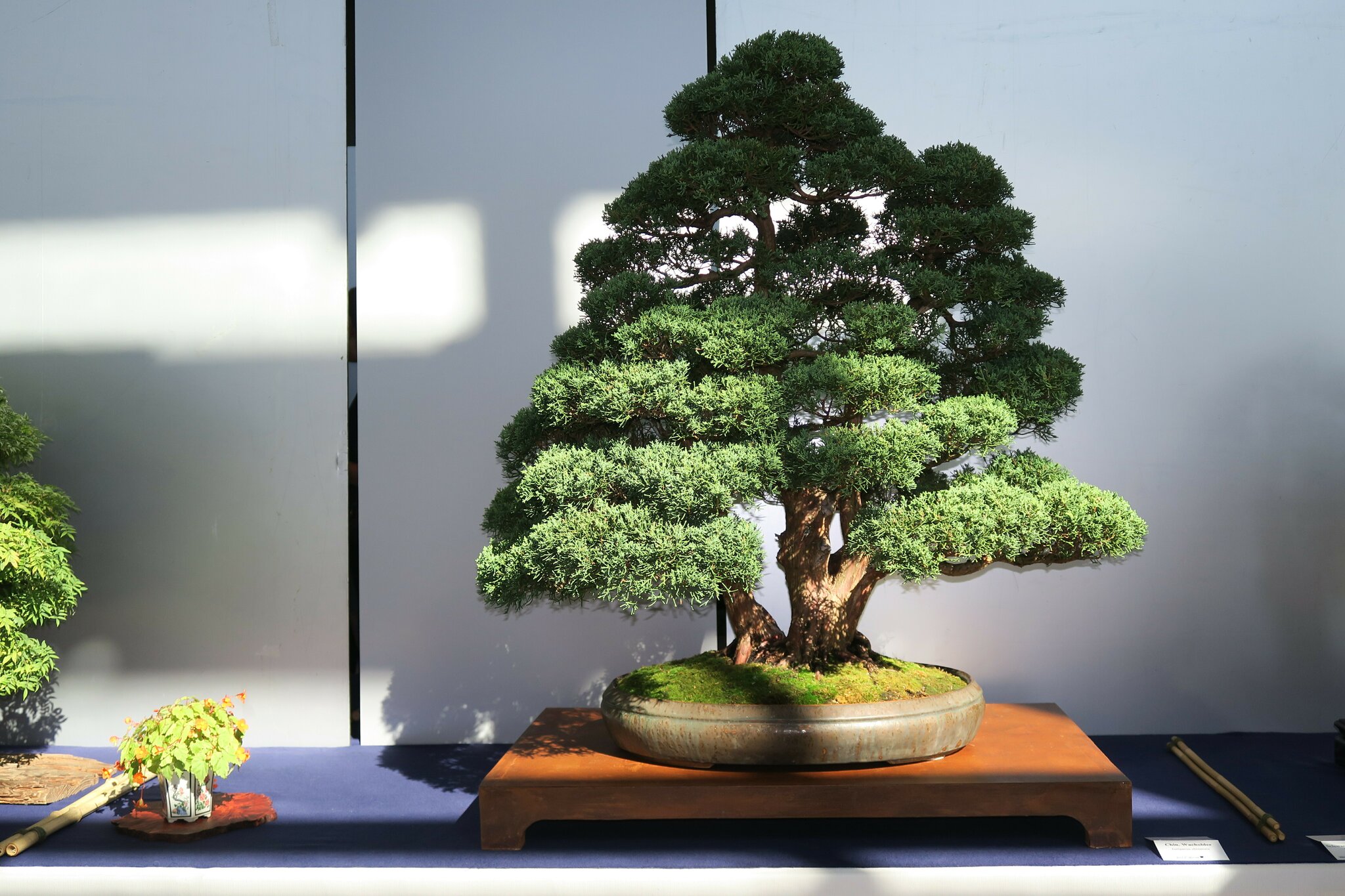 luxus bonsai Luxury Artificial Juniper Bonsai Tree in Premium Ceramic pot