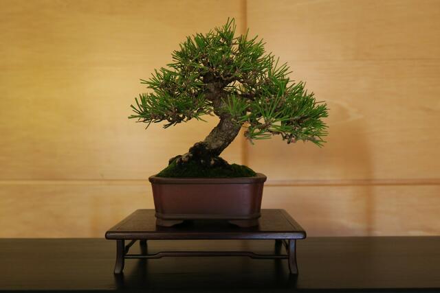 Foto: Rainer Greissl