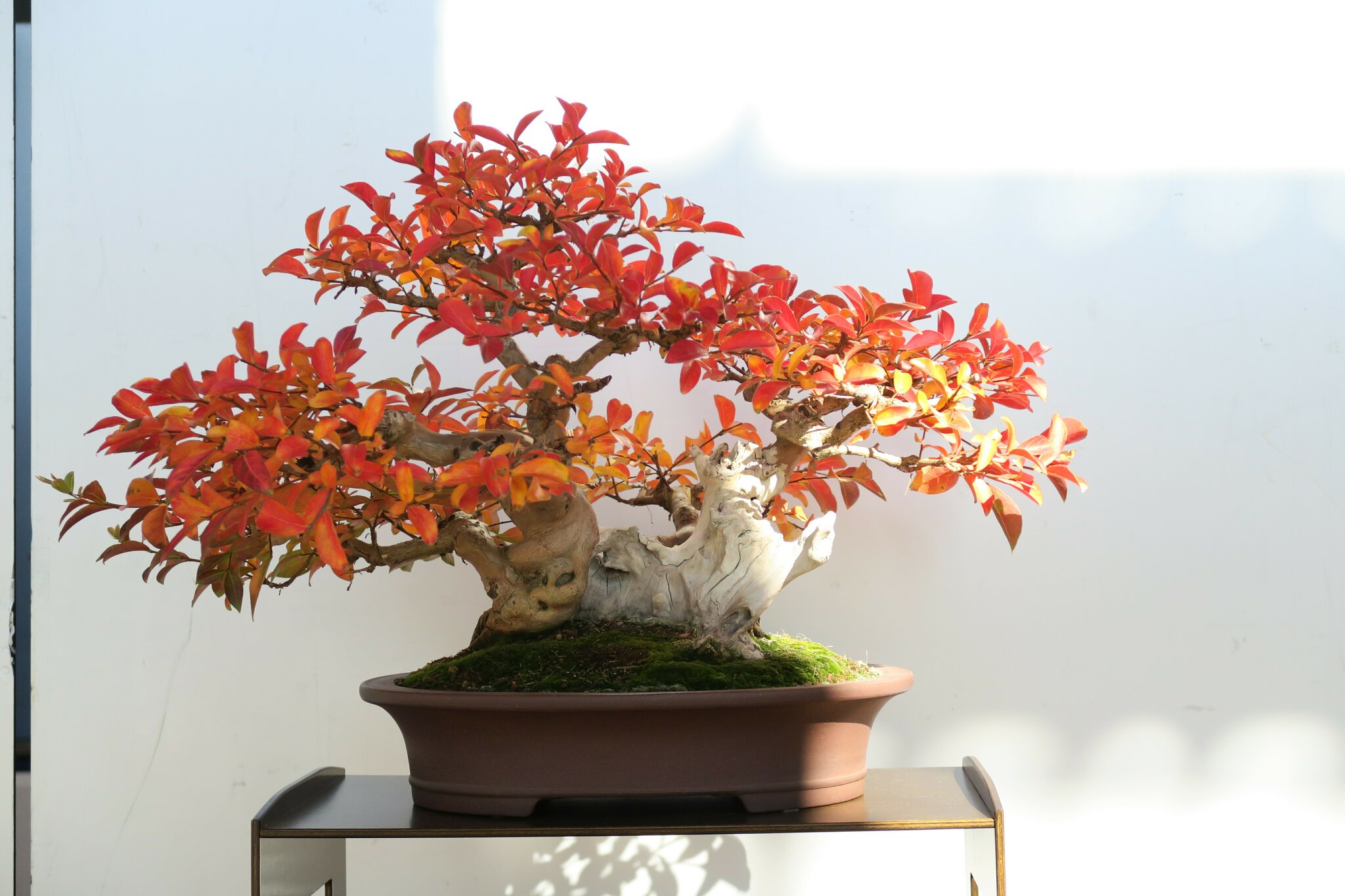 large artificial bonsai BON001 Artificial High Quality Bonsai / Fake Bonsai 60-70cm Tall Australia main image 0