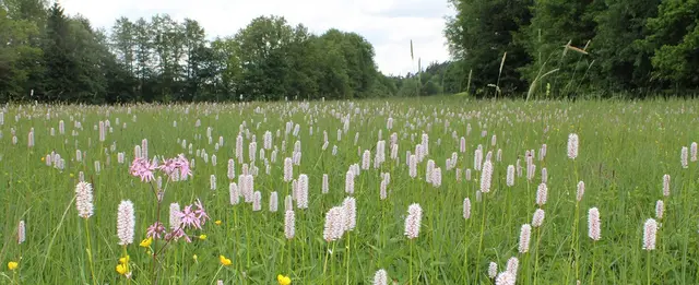 Feuchtwiesen wie hier mit dem Wiesenknöterich – eine Pflanze, die zur Ansiedelung des Randring-Perlmutt-
falters dient – sind wichtig für den Hochwasserschutz. | Foto: Landschaftspflegeverband Altötting e. V.