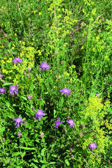 Durch die  Umgestaltung entsteht ein wertvoller Lebensraum für Tiere (wie hier der Randring-Perlmuttfalter) und viele Pflanzenarten. | Foto: Stadtverwaltung Pfaffenhofen