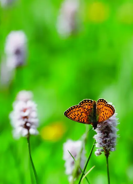Durch die  Umgestaltung entsteht ein wertvoller Lebensraum für Tiere (wie hier der Randring-Perlmuttfalter) und viele Pflanzenarten. | Foto: istockphoto.com/Mantonature
