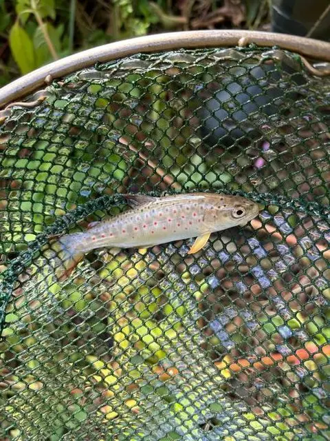 kleine Bachforelle | Foto: Manfred Raschke